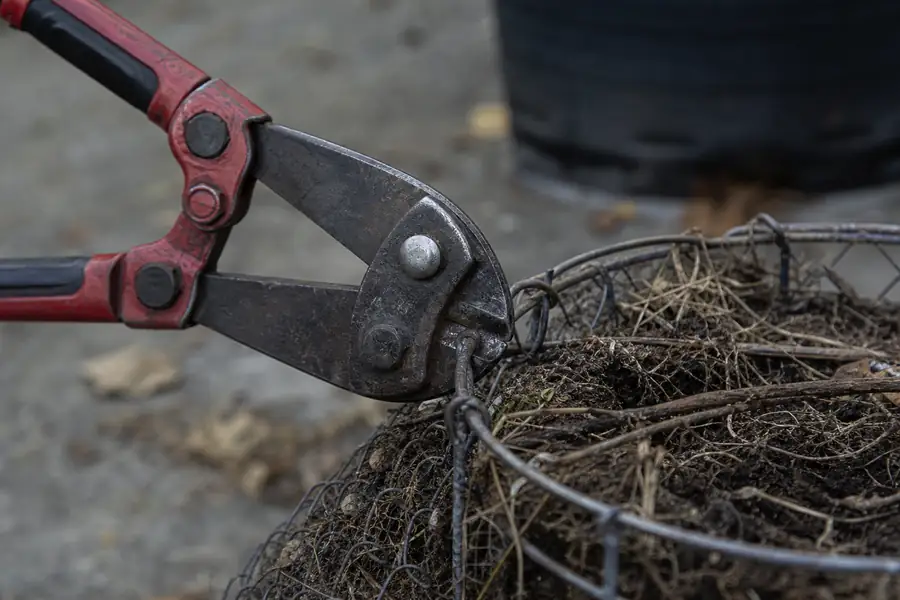 Of bolt cutters snipping the top ring of a wire root basket