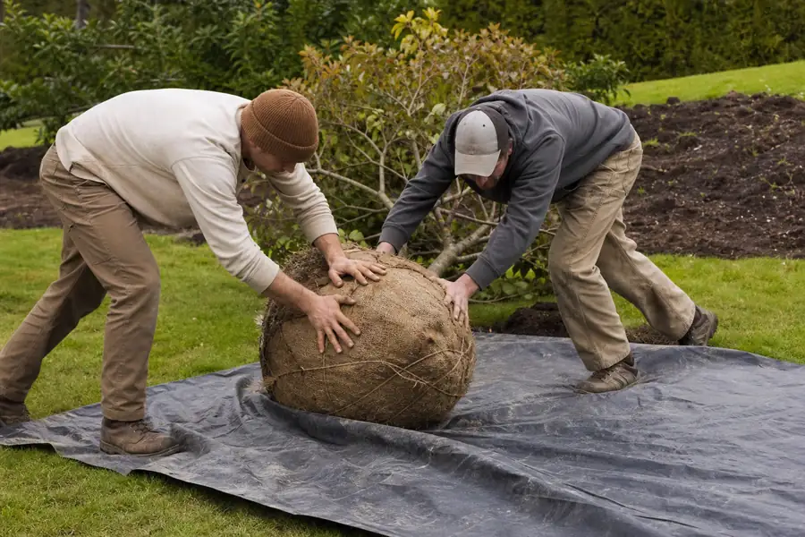 Two people rolling a heavy burlapped root ball onto a tarp across a lawn