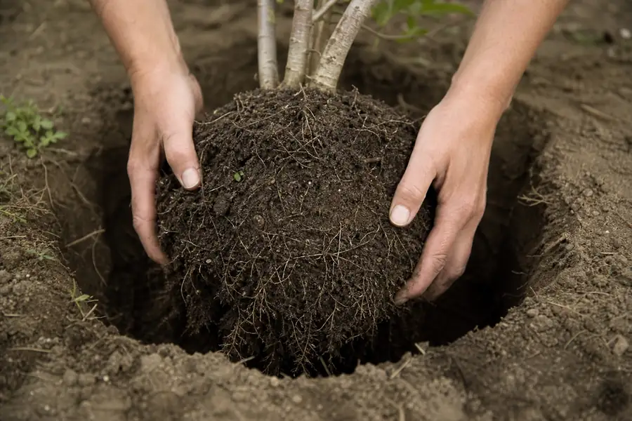 Two hands lowering a loosened root ball into a shallow wide planting hole