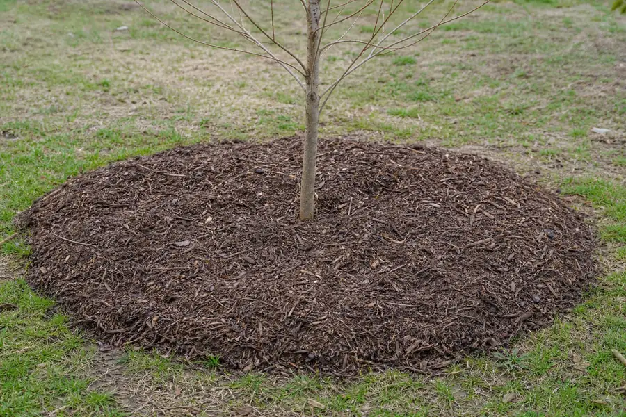 Mulch ring spread around the base of a newly planted tree away from the trunk