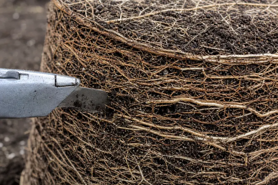 Utility knife slicing circling roots on a container root ball