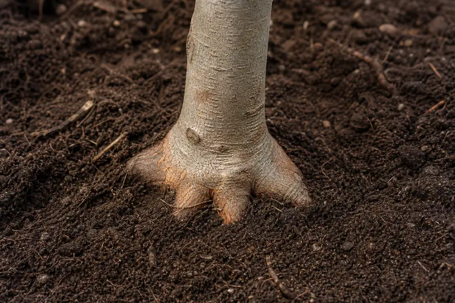 Of a root flare sitting slightly above soil level in a fresh planting hole