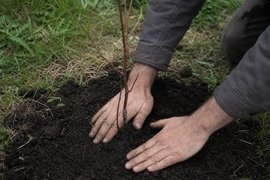 Gardener firming soil around a newly planted bare root whip with both hands