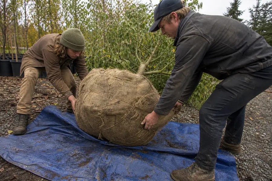 Two gardeners sliding a burlap-wrapped root ball onto a tarp for moving