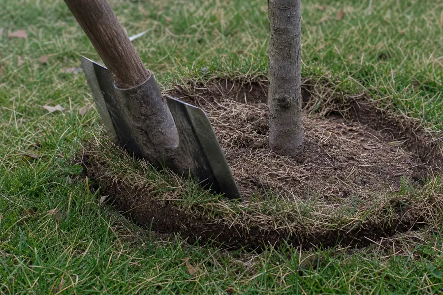 Of a sharp spade slicing a circle into turf around a small tree