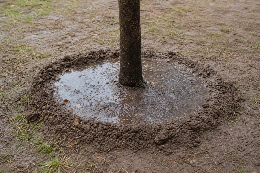 Water pooling and soaking into a saucer-shaped basin around a young trunk