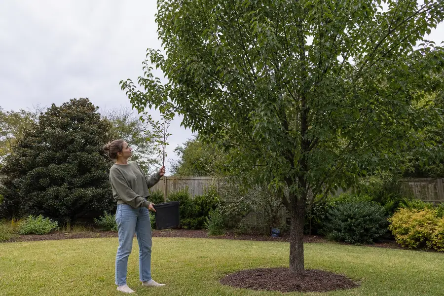 Homeowner comparing a delivered sapling against a taller established tree in the yard
