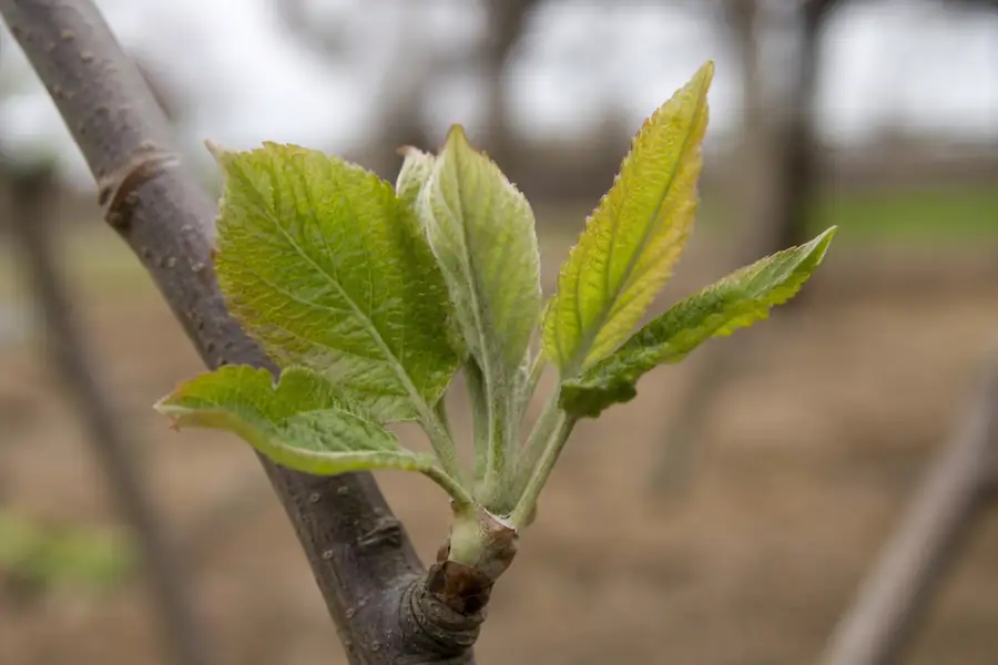 Of new leaf growth emerging on a recently planted young tree branch