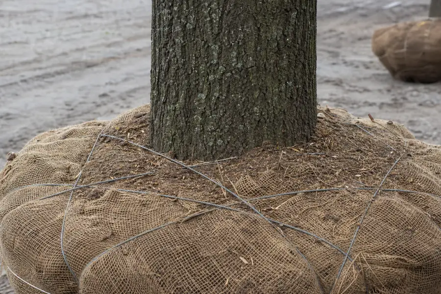 Of a thick straight tree trunk above a wide burlapped root ball