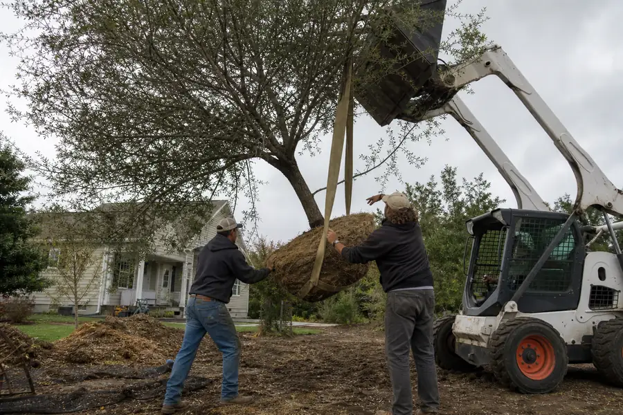 Two workers guiding a strapped mature tree as a small loader lifts it