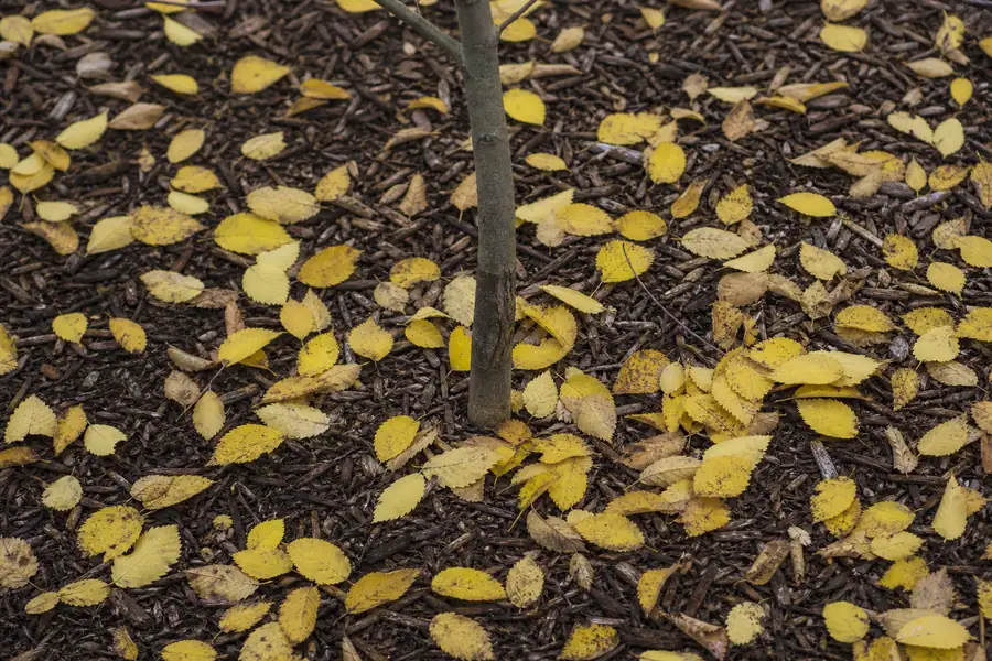 Fallen yellow leaves scattered across mulch beneath a slender sapling