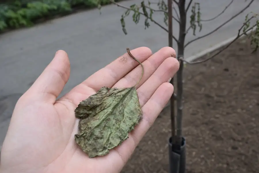 Hand holding a wilted leaf pulled from a struggling new tree