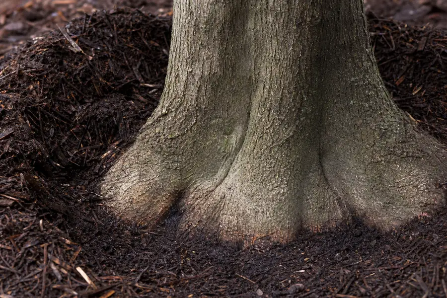 Of mulch pulled back from a trunk revealing the flared root collar