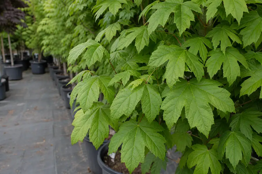 Of healthy green maple leaves on a potted tree in a retail nursery row