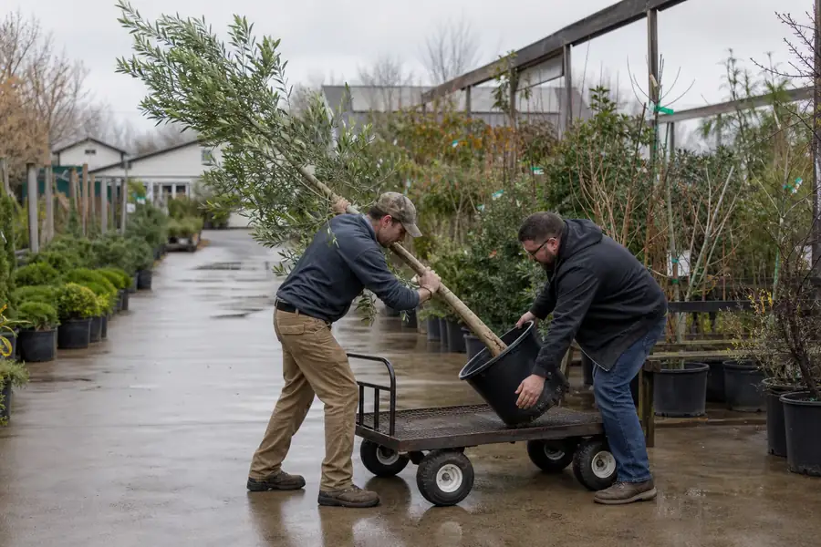 Nursery employee helping a customer tilt a tall potted tree into a flatbed cart
