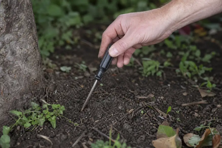 Gardener pressing a screwdriver into soil to test moisture near a trunk