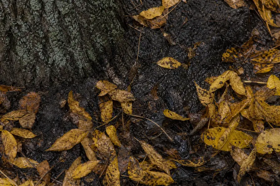 Soggy dark soil and yellowing leaves at a tree base