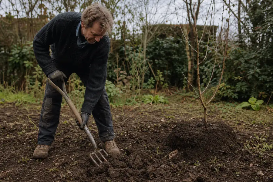 Gardener breaking compacted ground with a digging fork near a new planting site