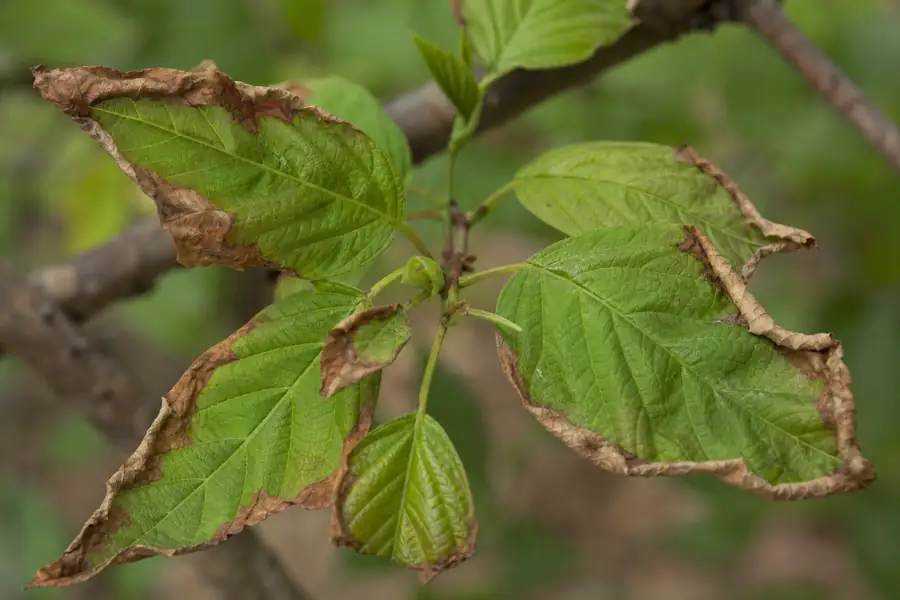 Browning, scorched leaf edges on a young branch
