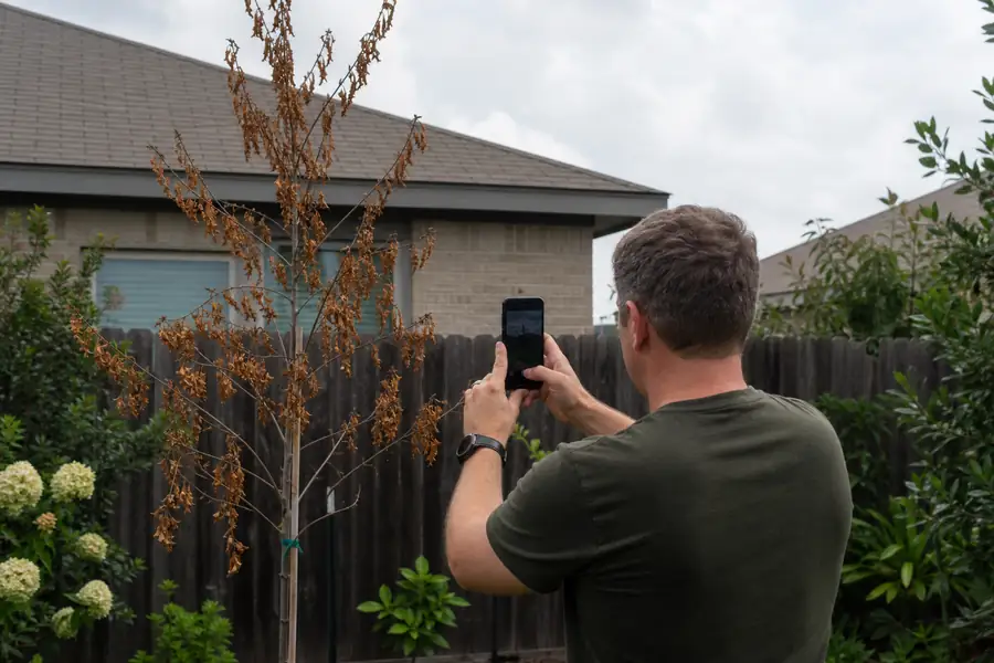 Homeowner photographing a declining young tree with a phone in a sunny yard