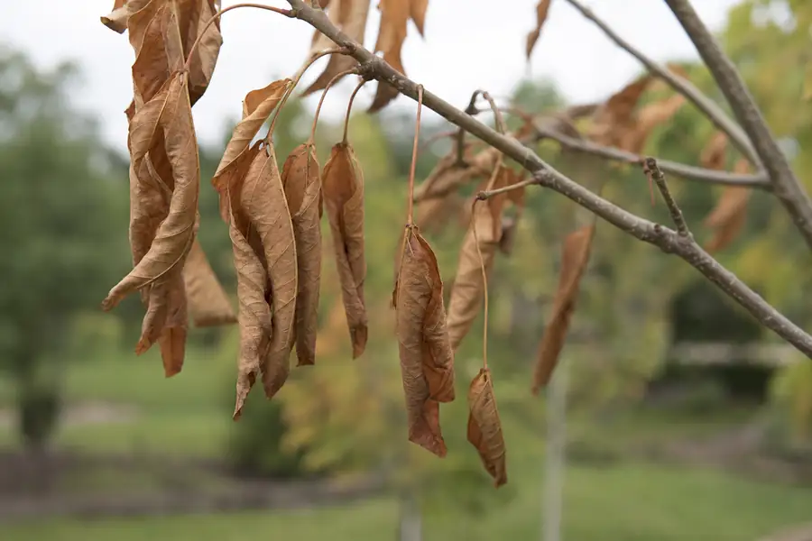 Of wilted brown leaves on a young tree branch in summer sun