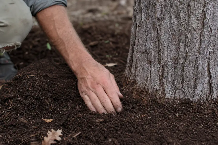 Gardener brushing soil away from the base of a tree trunk by hand