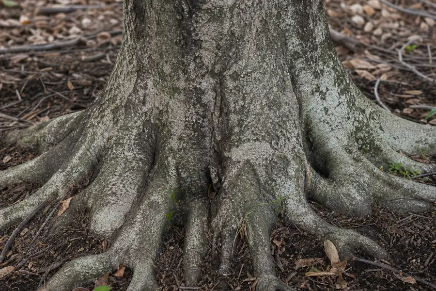 Trunk widening into surface roots at the soil line