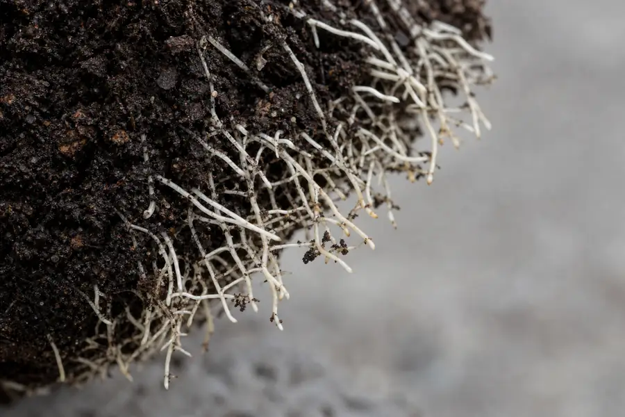Of fine white feeder roots at the edge of a fresh root ball