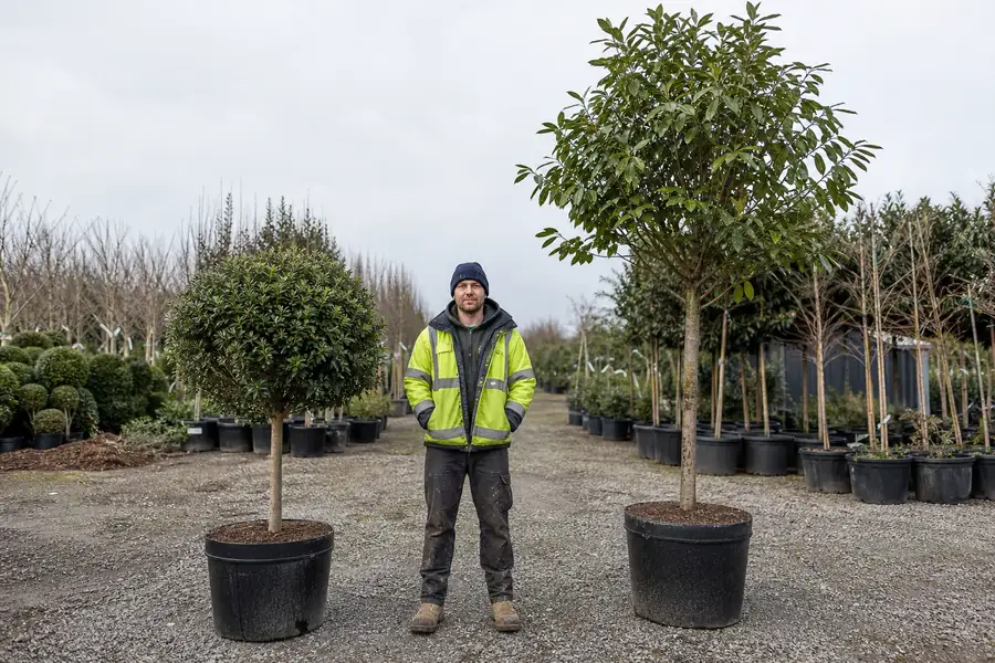 Nursery worker standing between short and tall potted trees for scale in a sales yard