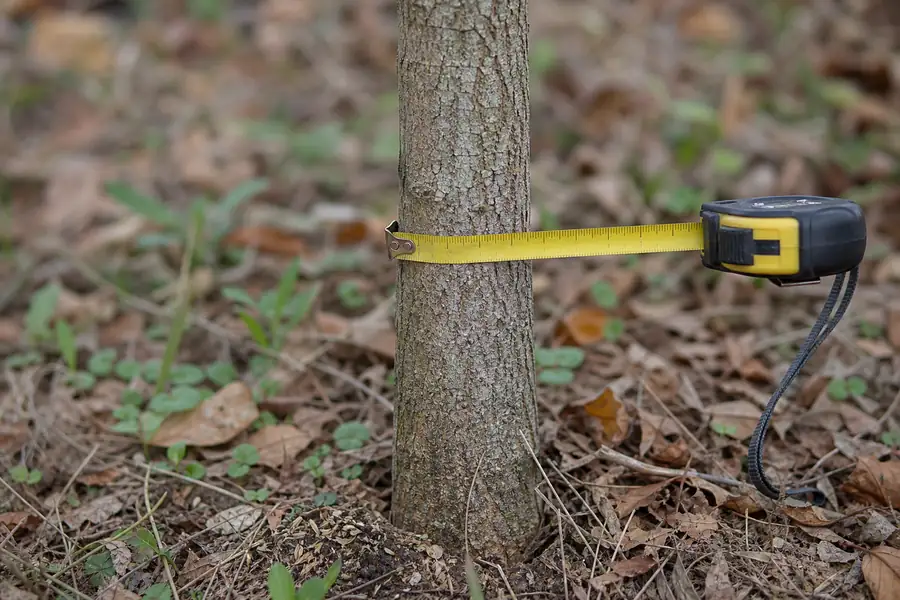 Tape measure held against a young tree trunk six inches above the soil line