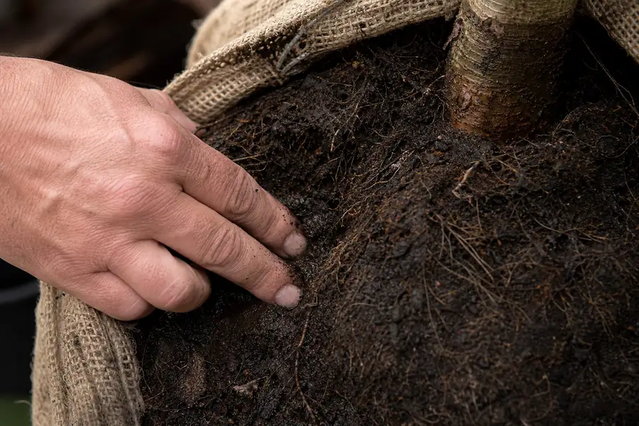 Fingers pressed into the moist soil of a shipped root ball checking moisture