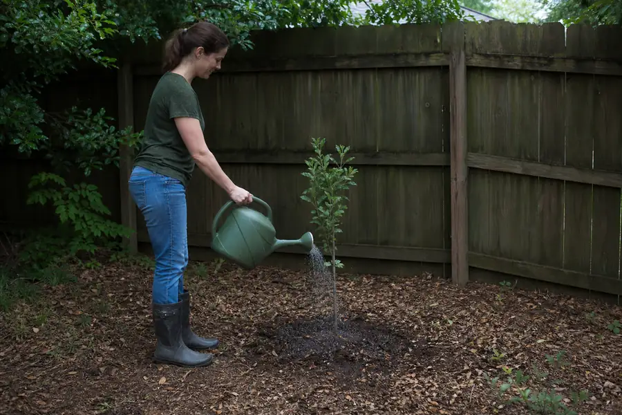 Homeowner watering a freshly unboxed sapling standing in a shaded spot by a fence