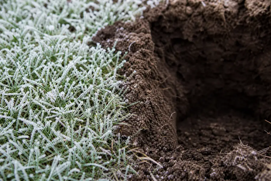 Of frost crystals on lawn grass beside a freshly dug planting hole