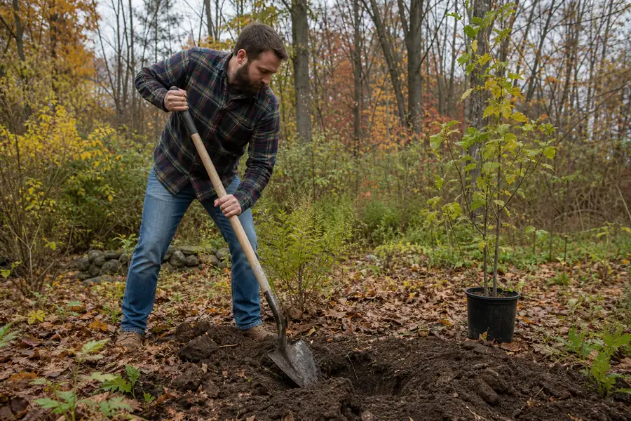Man in a flannel shirt digging a planting hole on a crisp fall morning