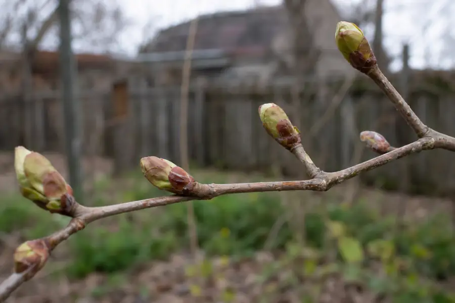 Of swelling leaf buds on a dormant branch against a blurred backyard
